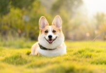 Dogs can develop addictions to everyday objects Dogs can develop addictions to everyday objects