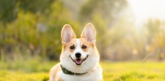 Dogs can develop addictions to everyday objects Dogs can develop addictions to everyday objects
